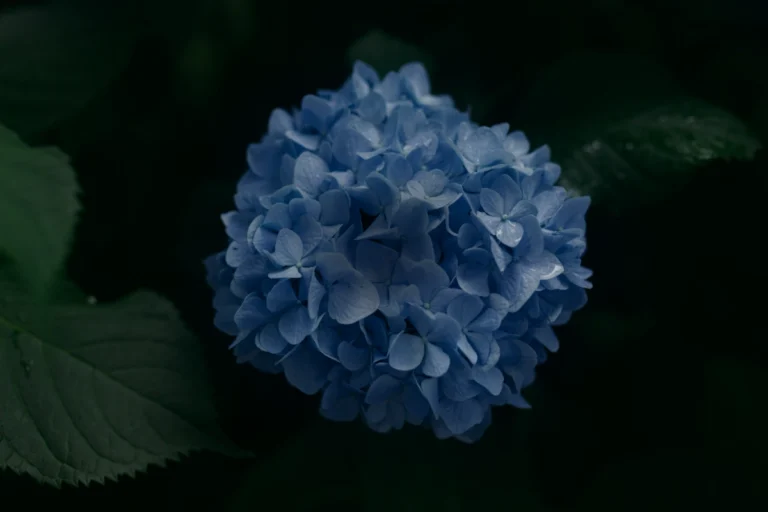 dark